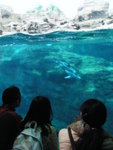 23/12 - Osaka: dolphin@ Tasman sea