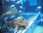 23/12 - Osaka: the stupid little pufferfish