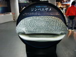 23/12 - Osaka: Sunfish!