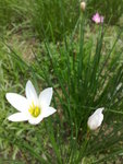 Little flowers