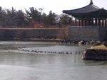 Gyeongju> Anapchi Pond<BR> - freezing pond with freezing ducks