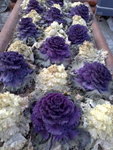 Seoul> Insadong<BR> - Groups of cauliflowers~~
