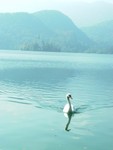 Bled 16