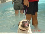 BB swimming 013