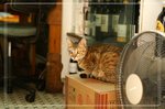 �M�F�@�uڻ��Lily