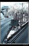 IMG_7365 - 1st IR