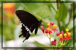 Papilio polytes (�ɱa��)
LN0W2439