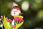 Danaus genutia (�괳��)
LN0W2471