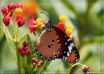 Danaus genutia (�괳��)
LN0W2492