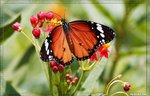 Danaus genutia (�괳��)
LN0W2494