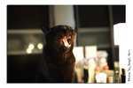 LN0W3799