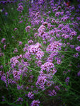 IMG_2455r