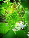 IMG_2459r