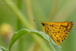 DSC_7681L