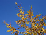 DSC06619