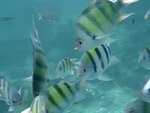 Snorkeling in Phi Phi Island