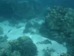 Snorkeling in Raya Island