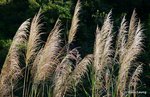 Breeze