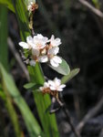 flower1