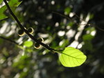 leaf