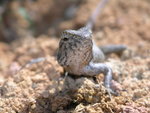 lizard2