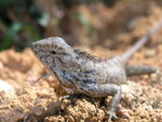 lizard3