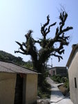 tree1