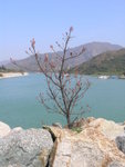 tree4
