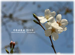 OSAKA1