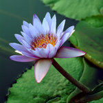 DSCF0864 SQ