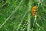 DIM_4347