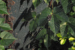 DIM_4398