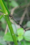 DIM_4426