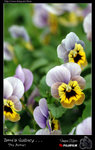 flower3