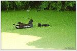 9th May 2004, Mai Po 