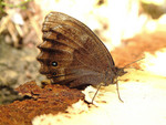 

Minois dryas (Scopoli, 1763)

Photo in Japan