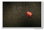 IMG_3511