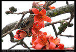 IMG_1907a