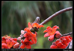 IMG_1914a