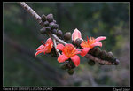 IMG_1923a