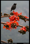 IMG_1960a