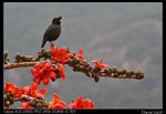IMG_1962a