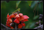 IMG_1968a