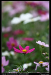 IMG_1978a