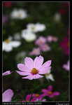 IMG_1983a