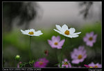 IMG_1984a