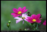 IMG_1986a