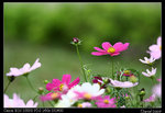 IMG_1987a