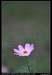 IMG_1989a
