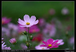 IMG_1992a